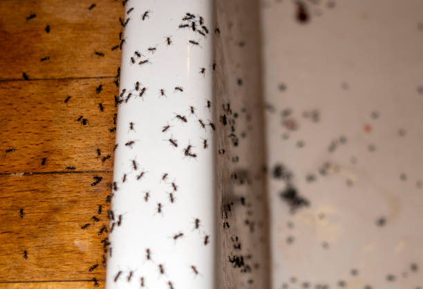 Flea Control Services in Suquamish, WA